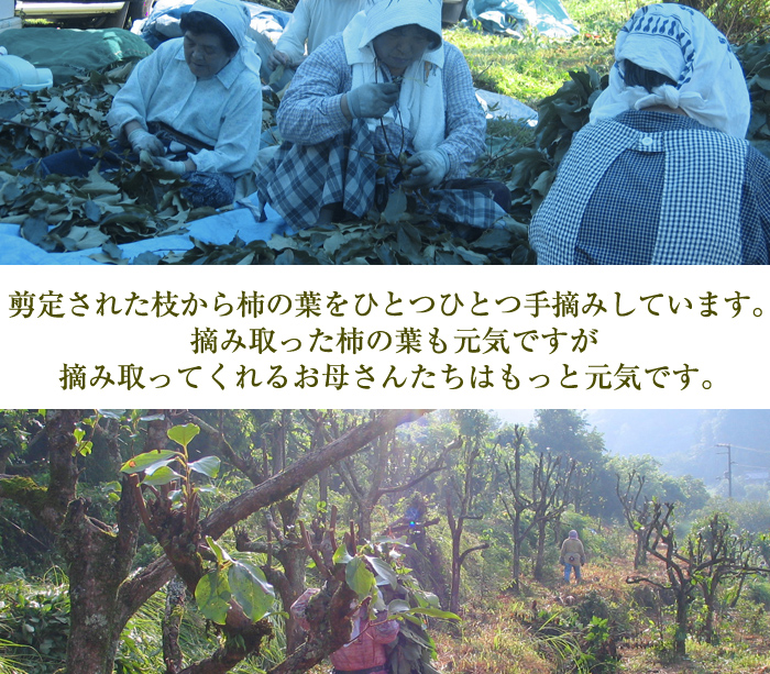 ひとつひとつ手摘みしています