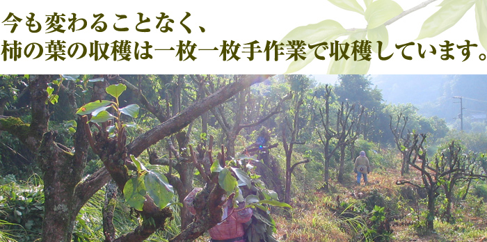 今も変わることなく、柿の葉の収穫は一枚一枚手作業で収穫
